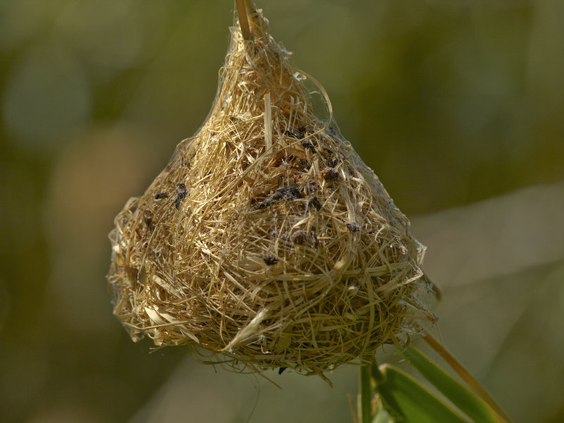 Weaver Bird, Neuras